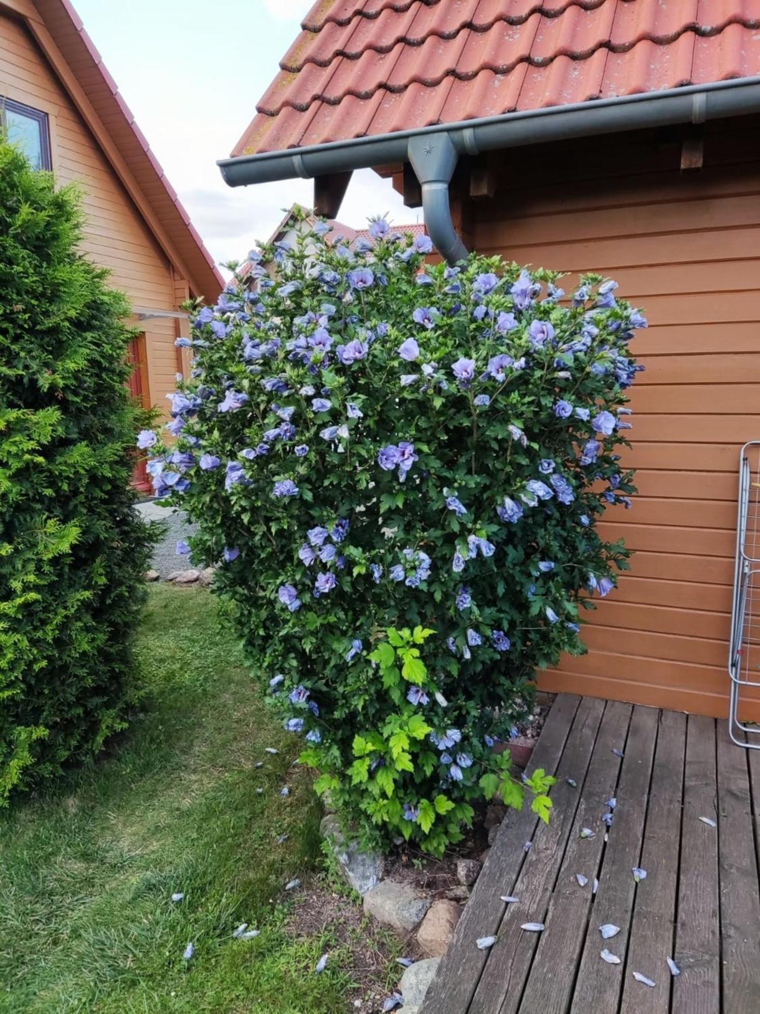 Ferienhaus Bliev-Hee Nr 4 克林克 外观 照片